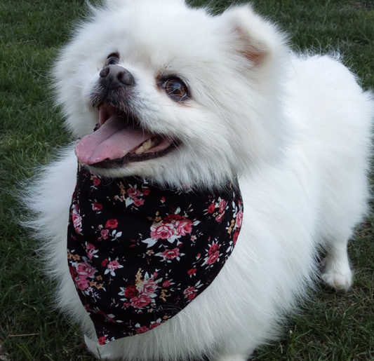 Adjustable Triangle Bandana