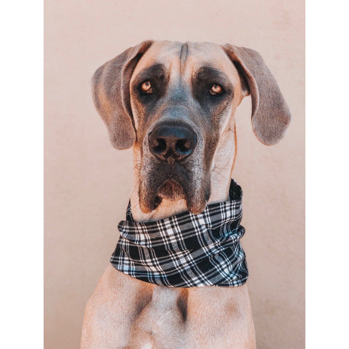 Blackberry Dog Scarf