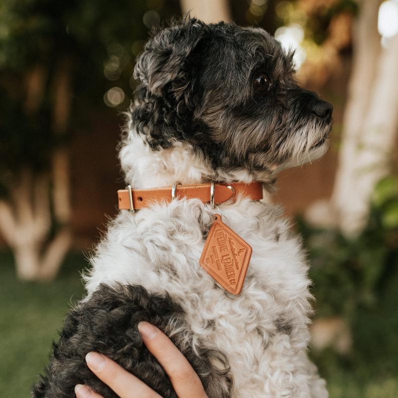 Classic Leather Dog Collars